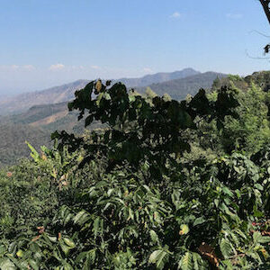 Panorama im Kaffee Ursprung, ein wichtiger Ort für mehr Nachhaltigkeit im Kaffee