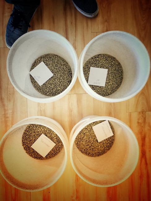 Grüne Bohnen vor dem Kaffee Rösten. In vielen Röstereien werden sie vorher in extra Behältern vorportioniert.