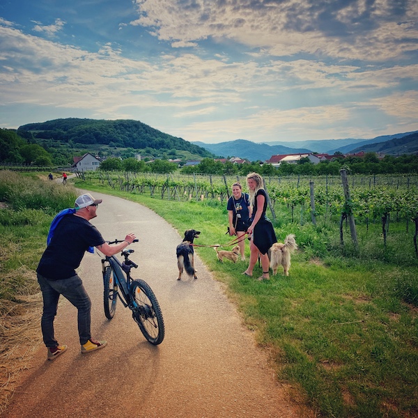 Teilnehmer der Camper Nomads Workation 2021 in der Wachau auf dem Weg aus Camp 2 nach Camp 1. Wir sehen zwei Frauen und einen Mann locker beisammenstehen auf einem Feldweg. Mit dabei zwei Hunde und ein Fahrrad. Das ganze spielt sich in Weinbergen ab. Man erkennt rechts und links Weinreben und im Hintergrund Berge und Täler.