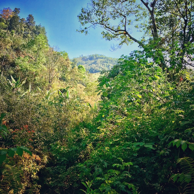 Sehr viele grüne Pflanzen auf verschiedenen Wuchshöhen. Ein Agroforst im Kaffeeanbau. Wir stehen in einem kleinen Tal, im Hintergrund erhebt sich ein weiterer Berg.