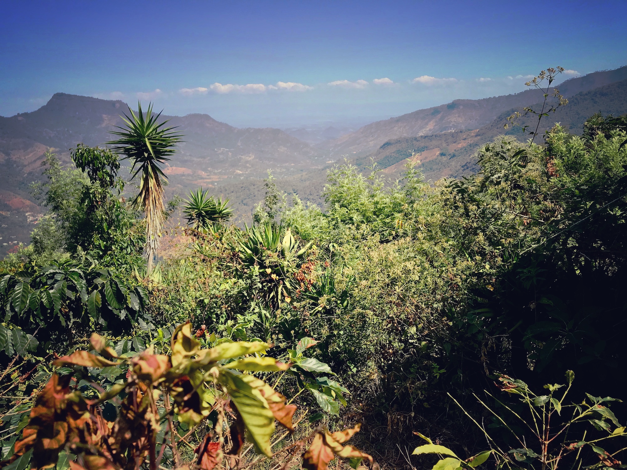 Kaffeeplantage im Agroforst Mischsystem in Huehuetenango. Man sieht über verschiedene Pflanzenarten hinweg in ein breites Tal und die Ferne. Offensichtlich befinden wir uns auf einem Berg in Lateinamerika.