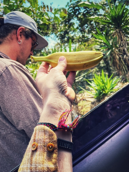 Im Agroforst angebaute Banane, wird vor Ort verzehrt.