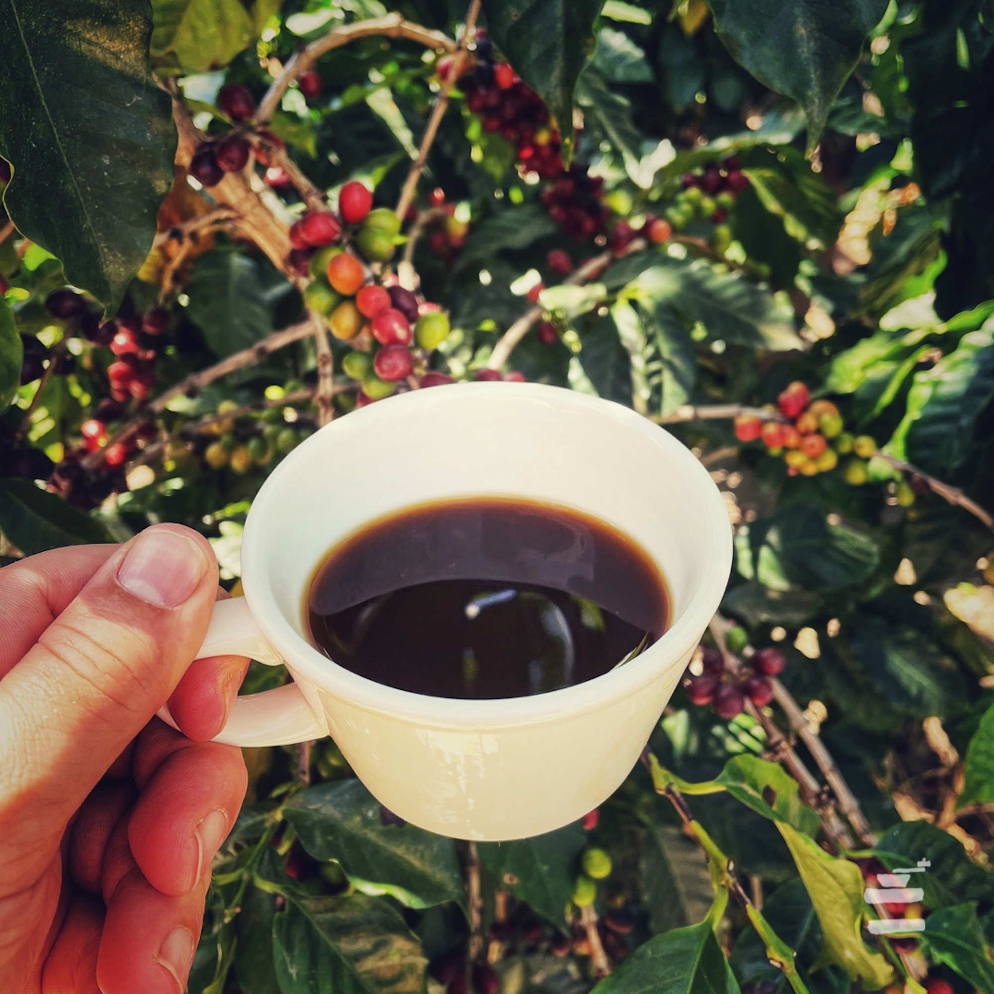 Eine Tasse Kaffee wird vor einen Kaffeebaum mit Früchten gehalten, transparenter geht es nicht.