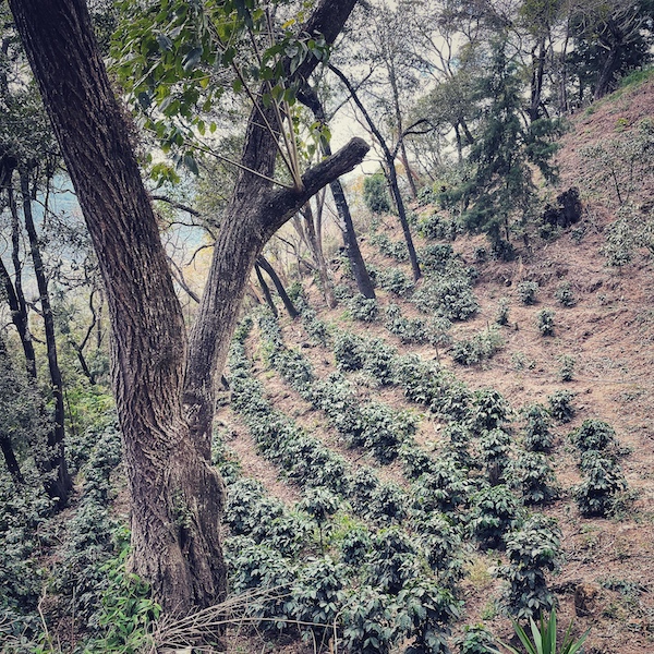 Vom Kaffeeproduzenten frisch gepflanzte Kaffeepflanzen stehen in Reih und Glied und unter Schattenbäumen auf seiner Farm in Guatemala.
