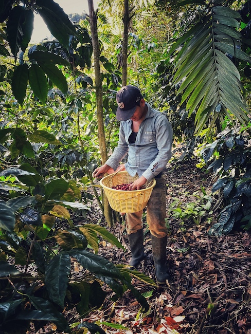 Ein Pflücker steht auf einer Kaffeeplantage zwischen den Pflanzen und erklärt seine Arbeit, hier handelt es sich um mehr als nur fair Trade Kaffee und das ganz ohne Zertifikat.