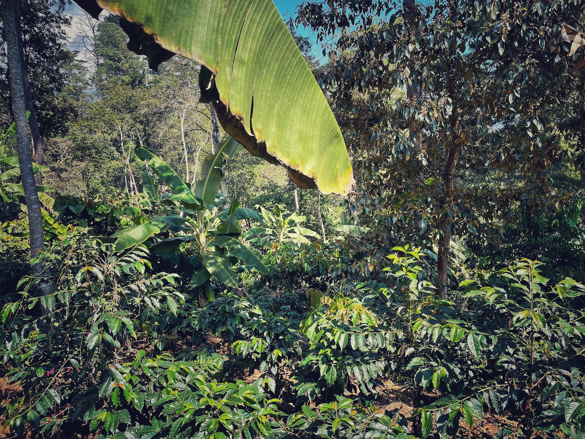 Blick in eine Kaffeeplantage auf der die Kaffeepflanzen in einem tropischen Waldsystem, zwischen vielen weiteren Bäumen wachsen.