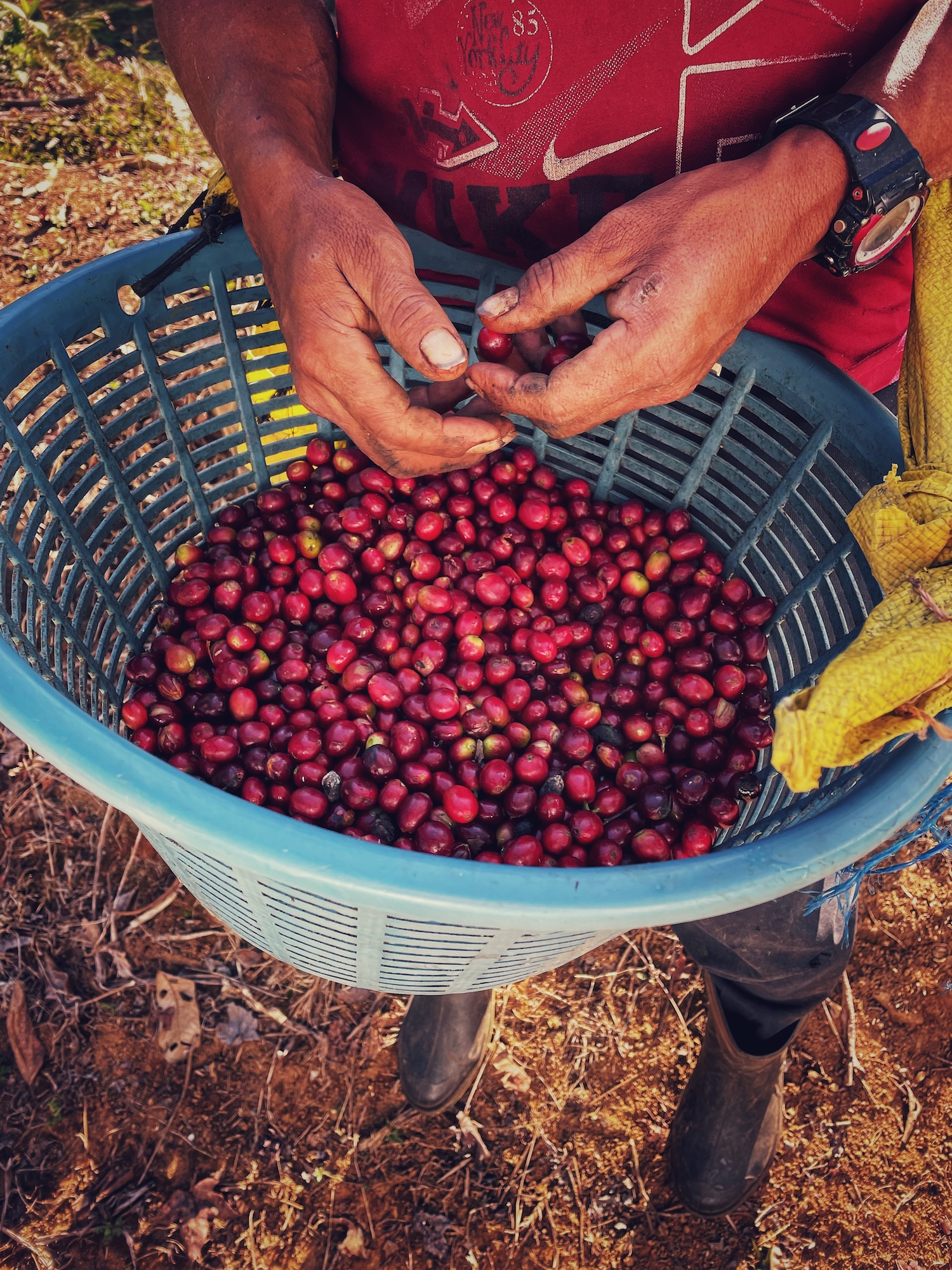 Rote reife Kaffeekirschen einer mit Zertifikat versehenen Plantage im Korb des Pflückers.