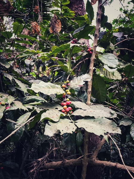 Eine Nahaufnahme einer Kaffeepflanze mit Früchten, wildwachsend in Guatemala. Hier wächst sie nur durch die Verbreitung von Kaffee in der Kolonialzeit.
