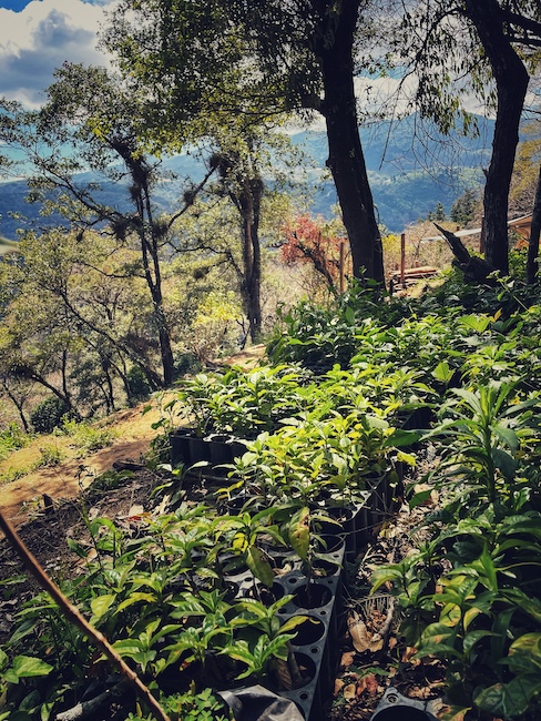 Kleine Kaffeepflanzen werden an die Witterung gewöhnt, im Schatten auf einer Plantage in Guatemala.