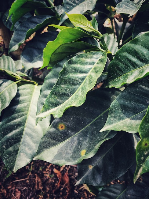 Eine Pflanze mit Coffee Leave Rust oder auch Kaffeerost, auf den Blättern